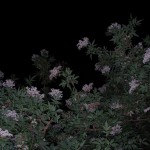 fond ecran 050529 fleurs sureau nuit
