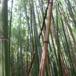 fond ecran 060126 bambous ciron villandraut