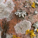 fond ecran 070414 lichens